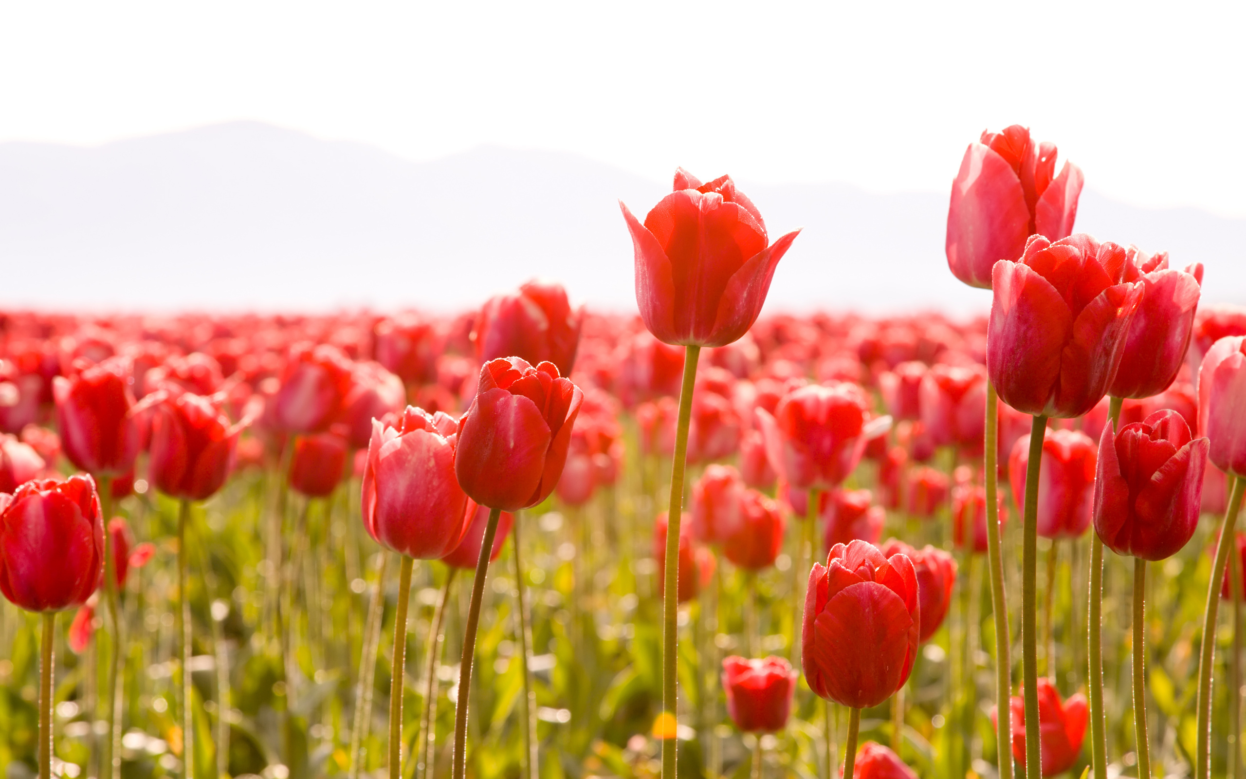 , , , , , , tulips