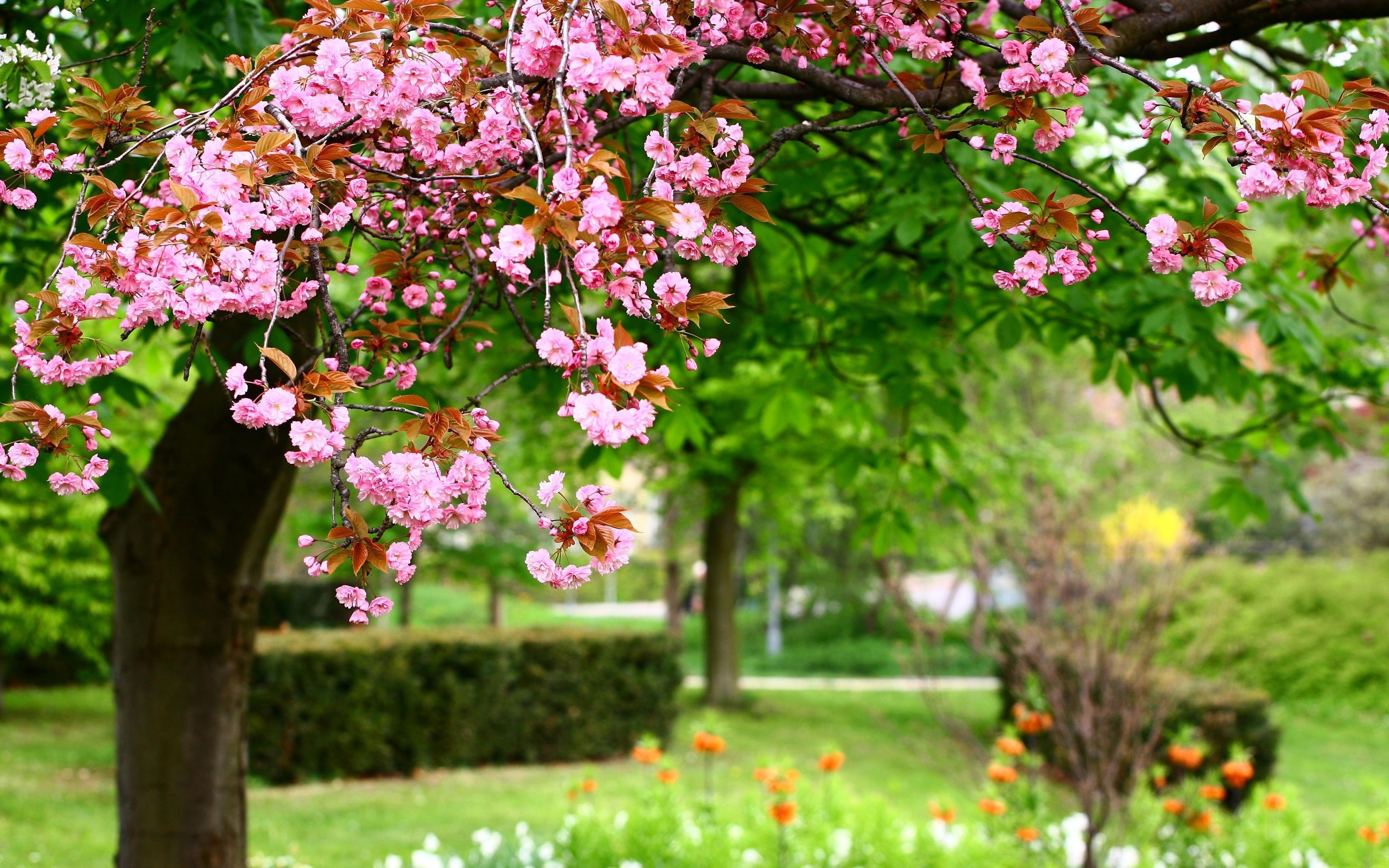 , Photo, , pink flowers, park, , , nature, 