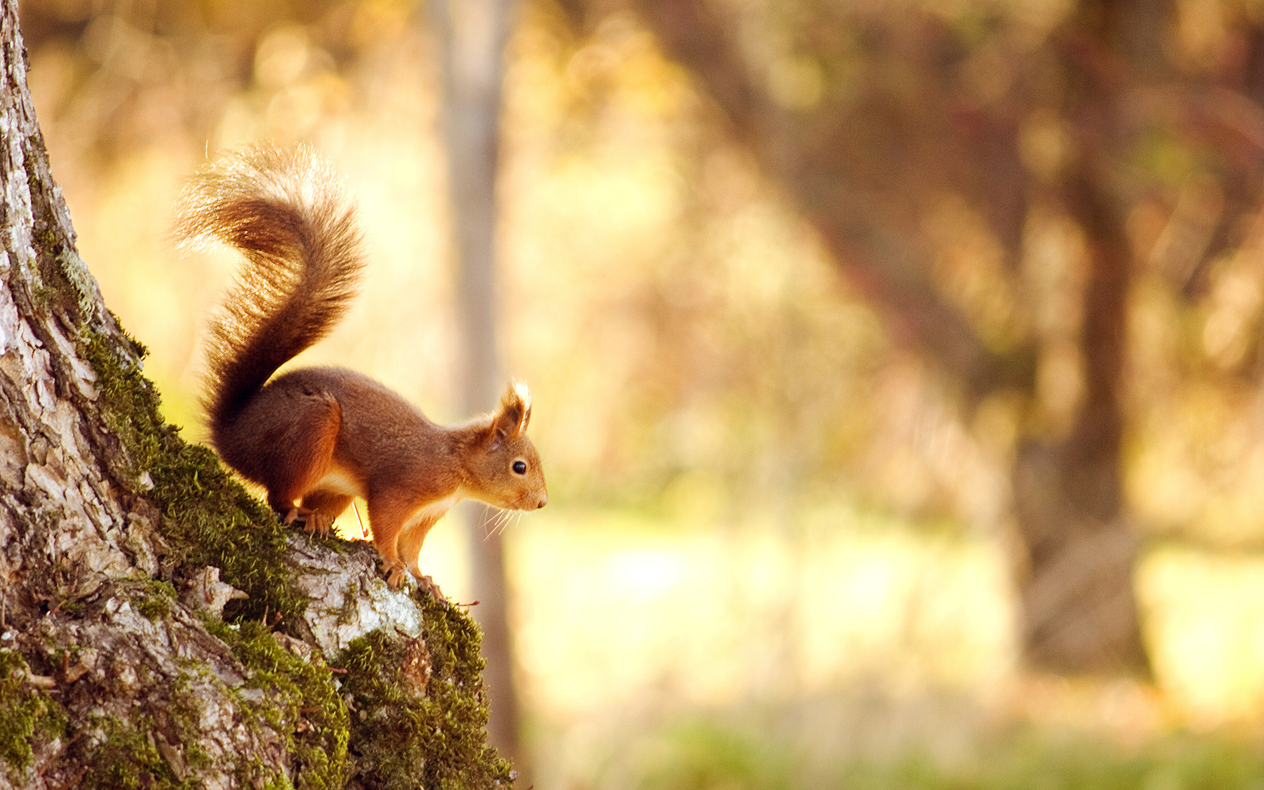 squirrel, , , , , , forest, , tree, bokeh