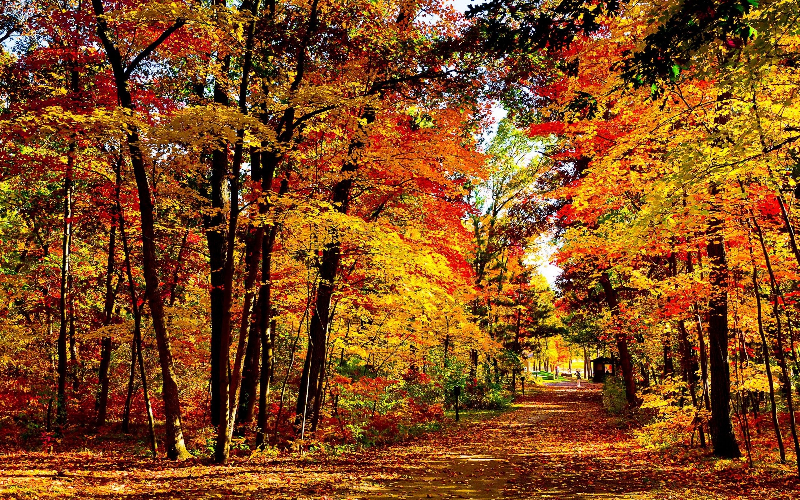 Осенний лес парк