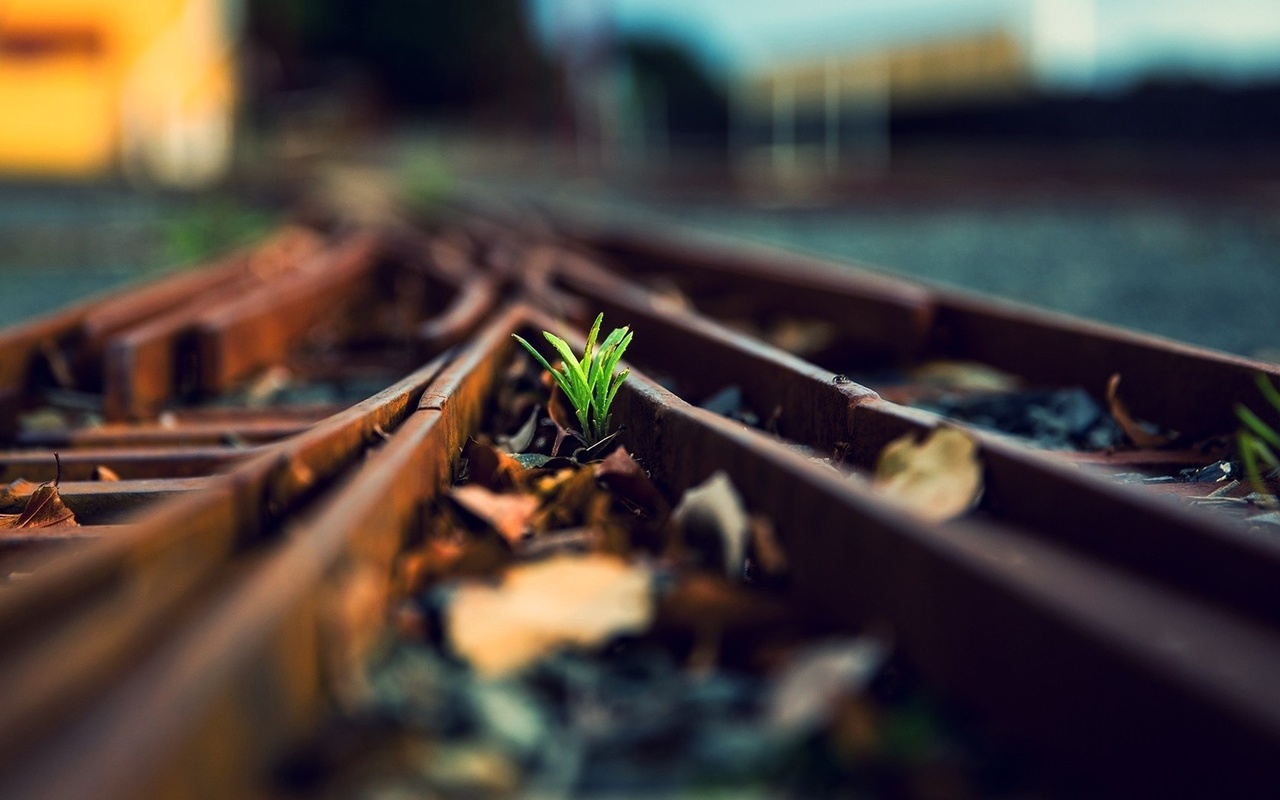 tree, life, train rail