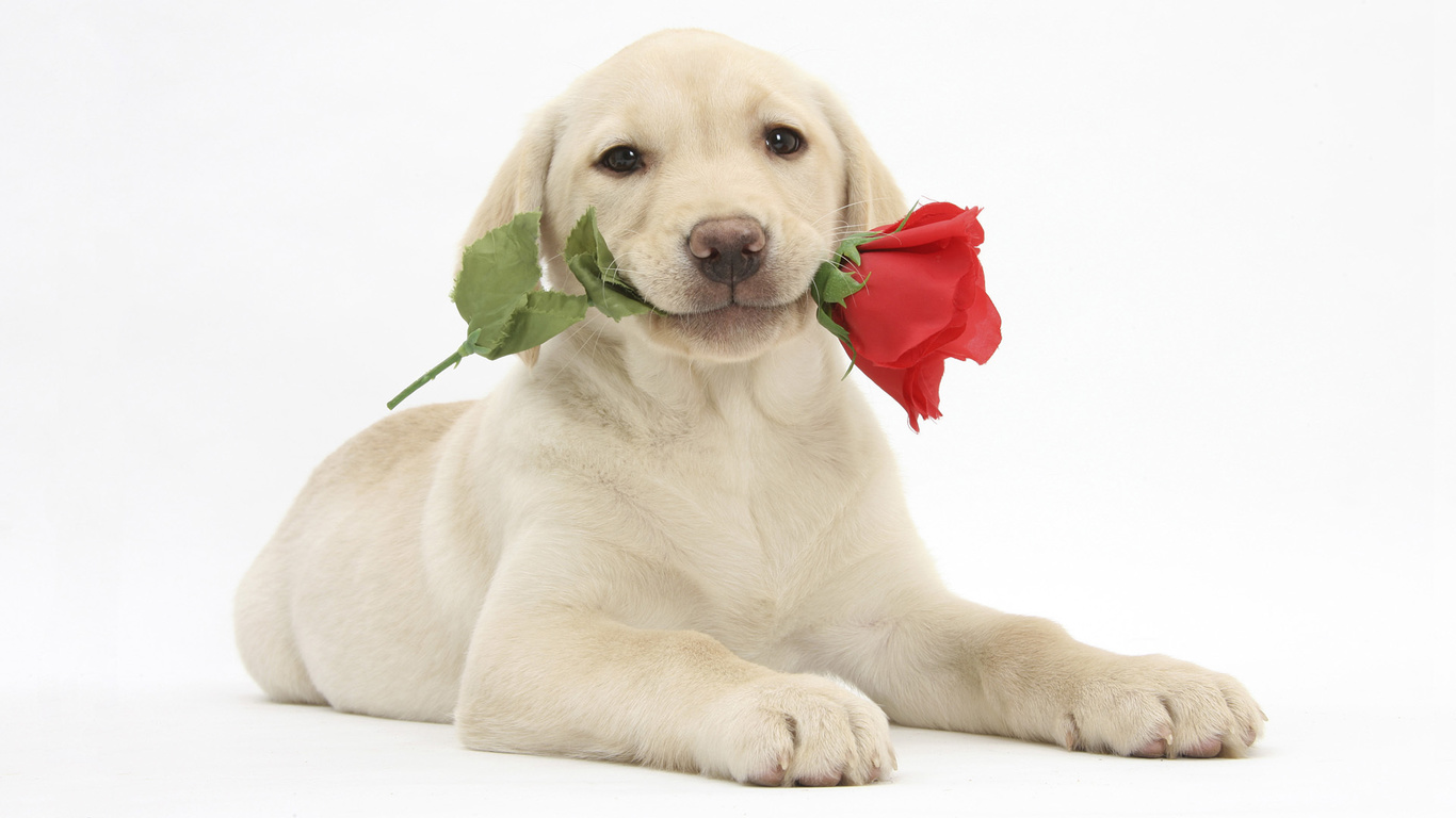 labrador retriever, ,  , , 