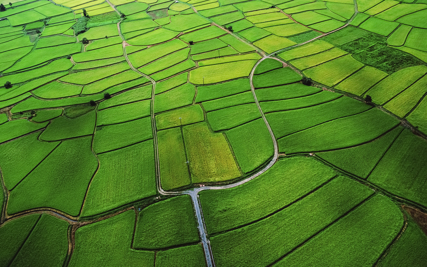 wide, green, structure, apple, field