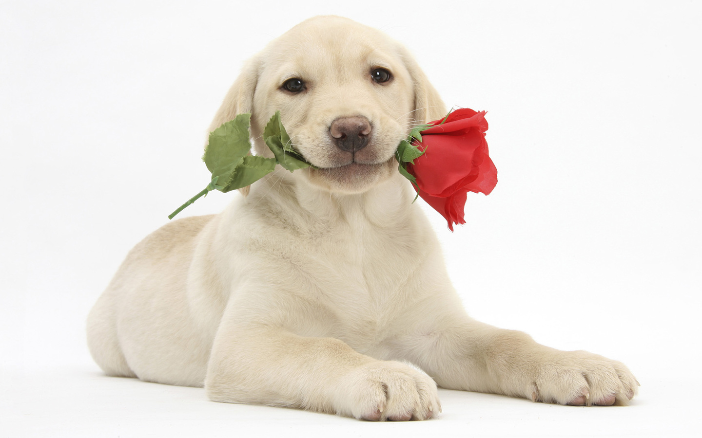 labrador retriever, ,  , , 