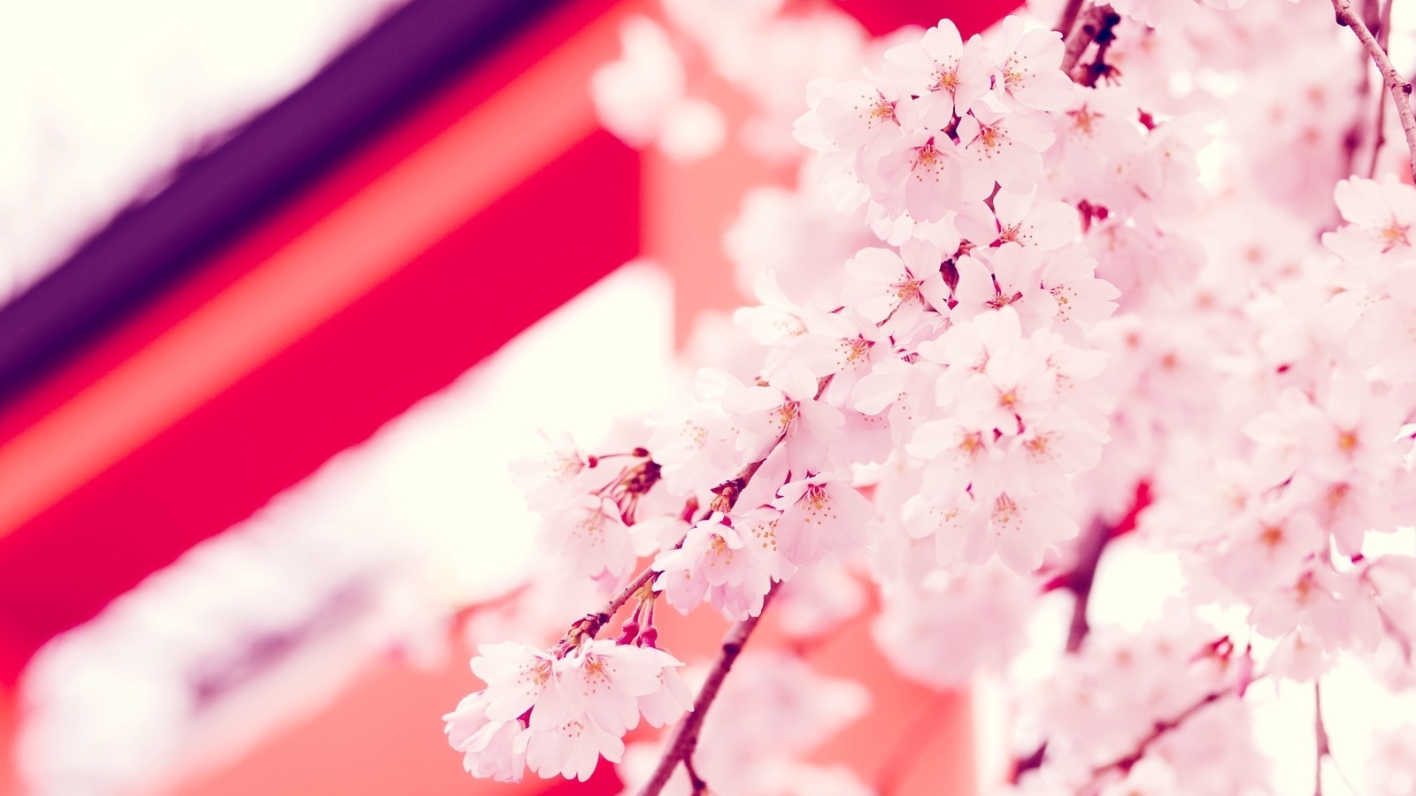 flower, , , , japan, , , sakura