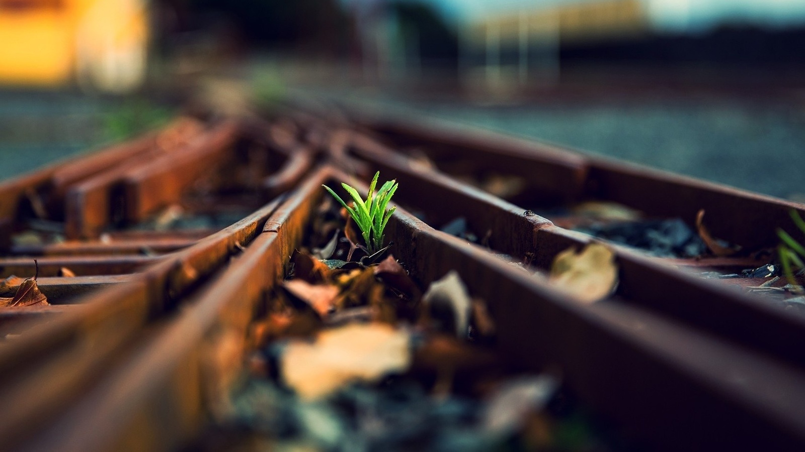 tree, life, train rail