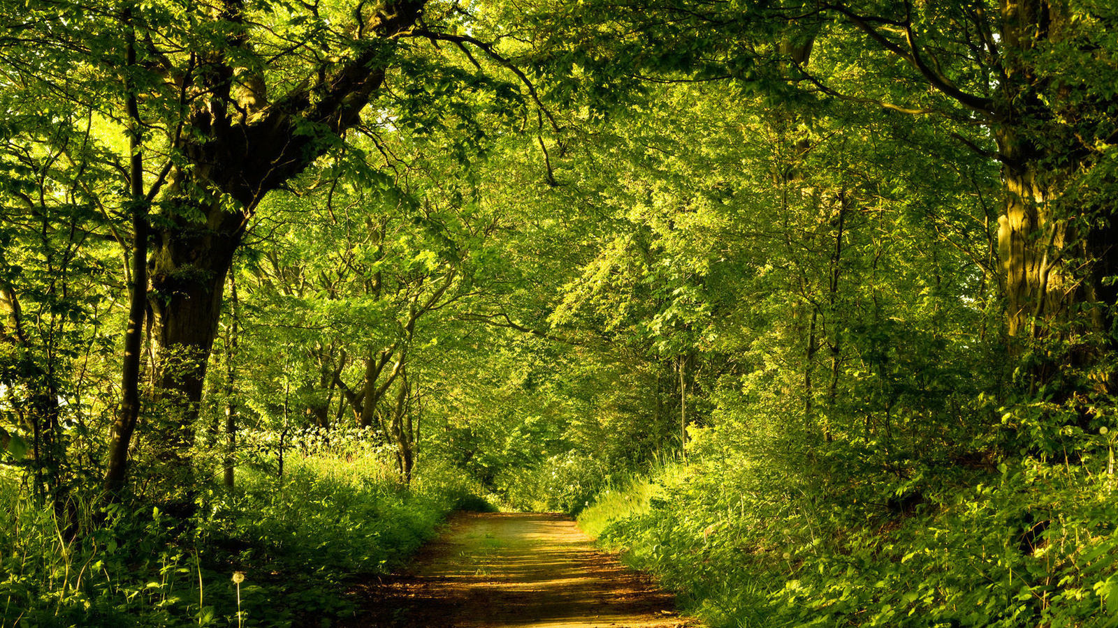 path, new zealand, scenery, , , 