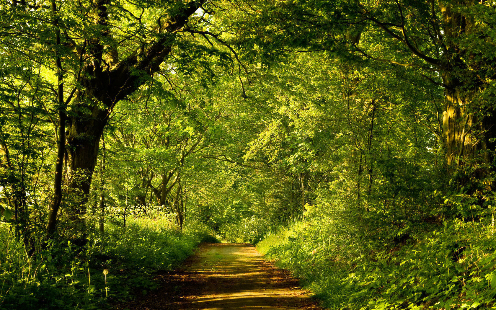 path, new zealand, scenery, , , 