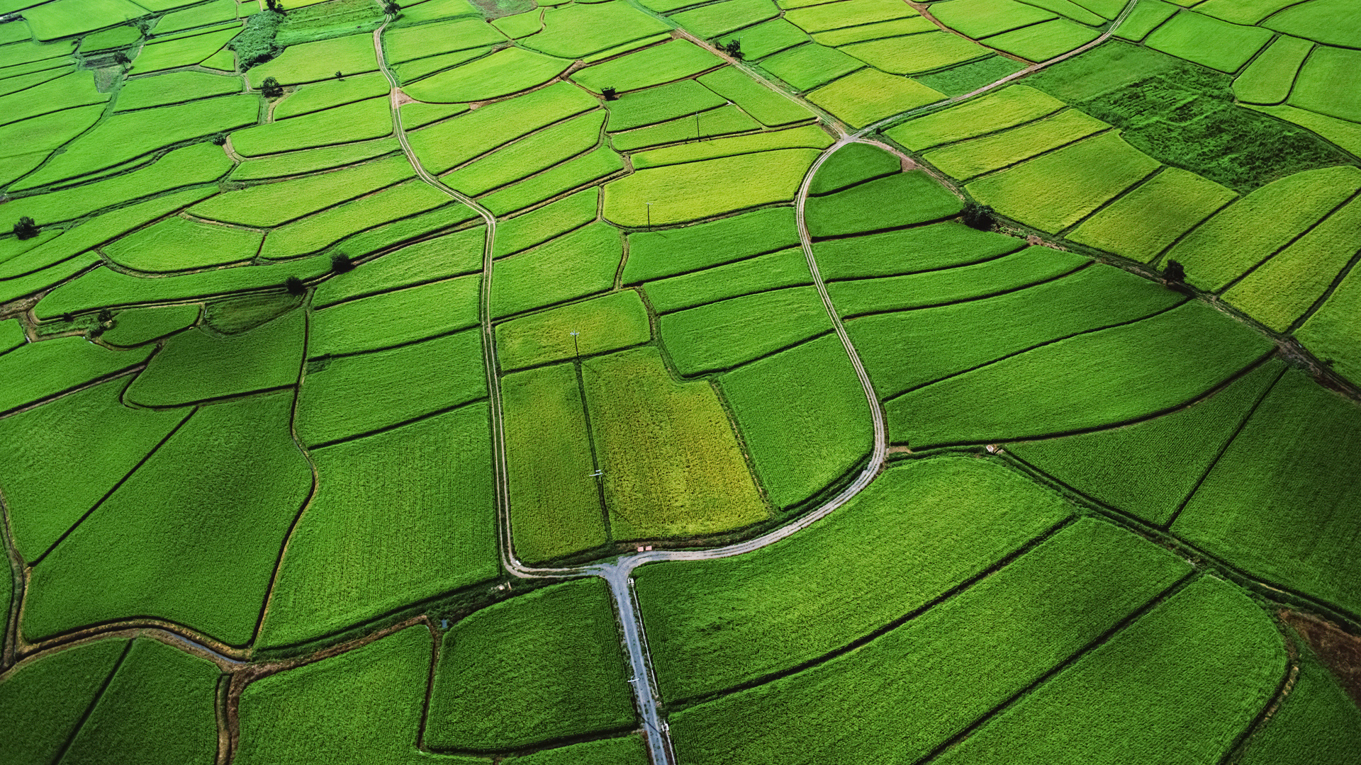 wide, green, structure, apple, field