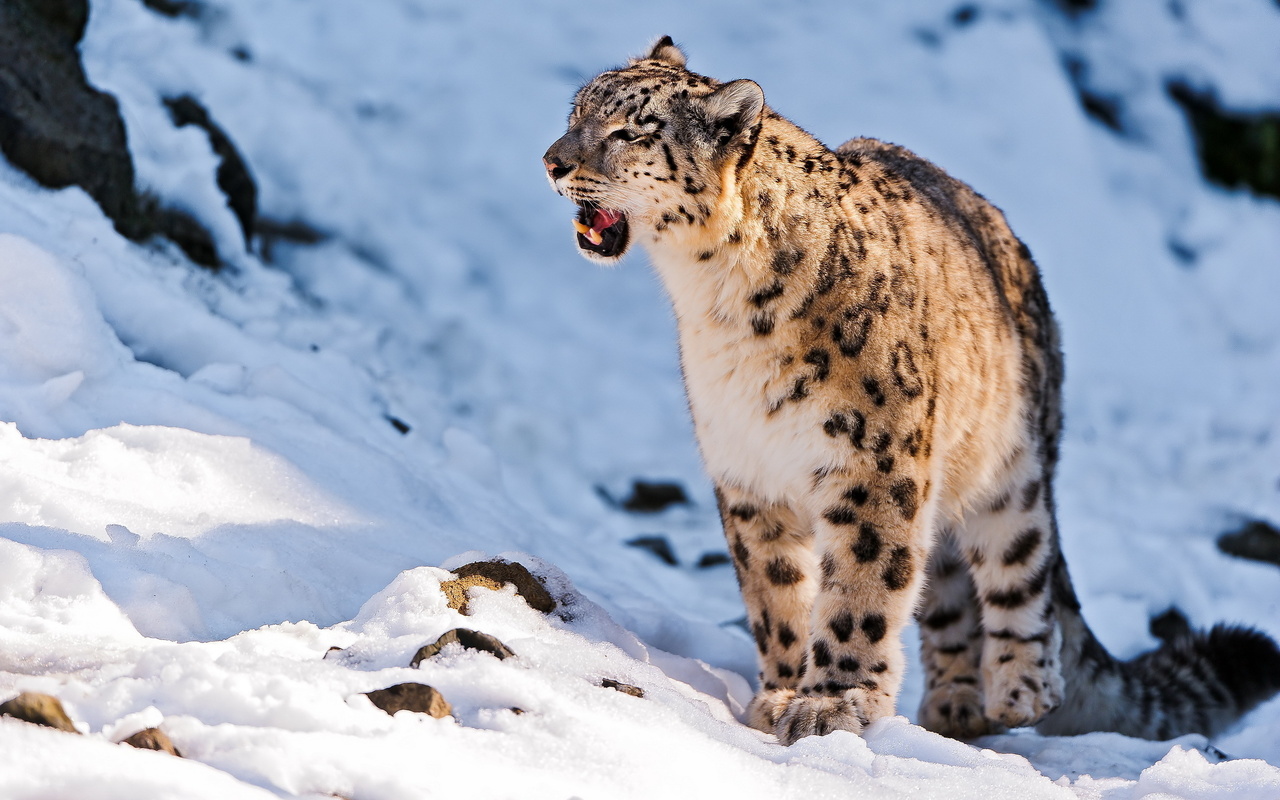 snow leopard, uncia uncia,  , 