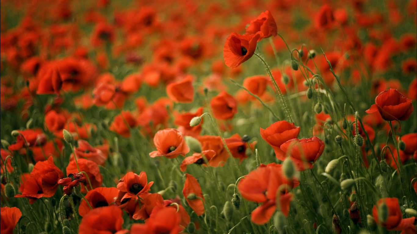 poppy, poppies, , , , , red, field