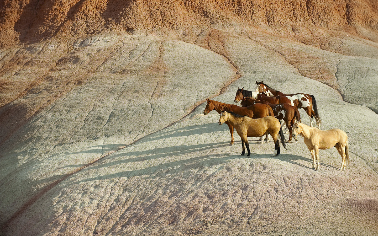 mountain, herd of horses, horses