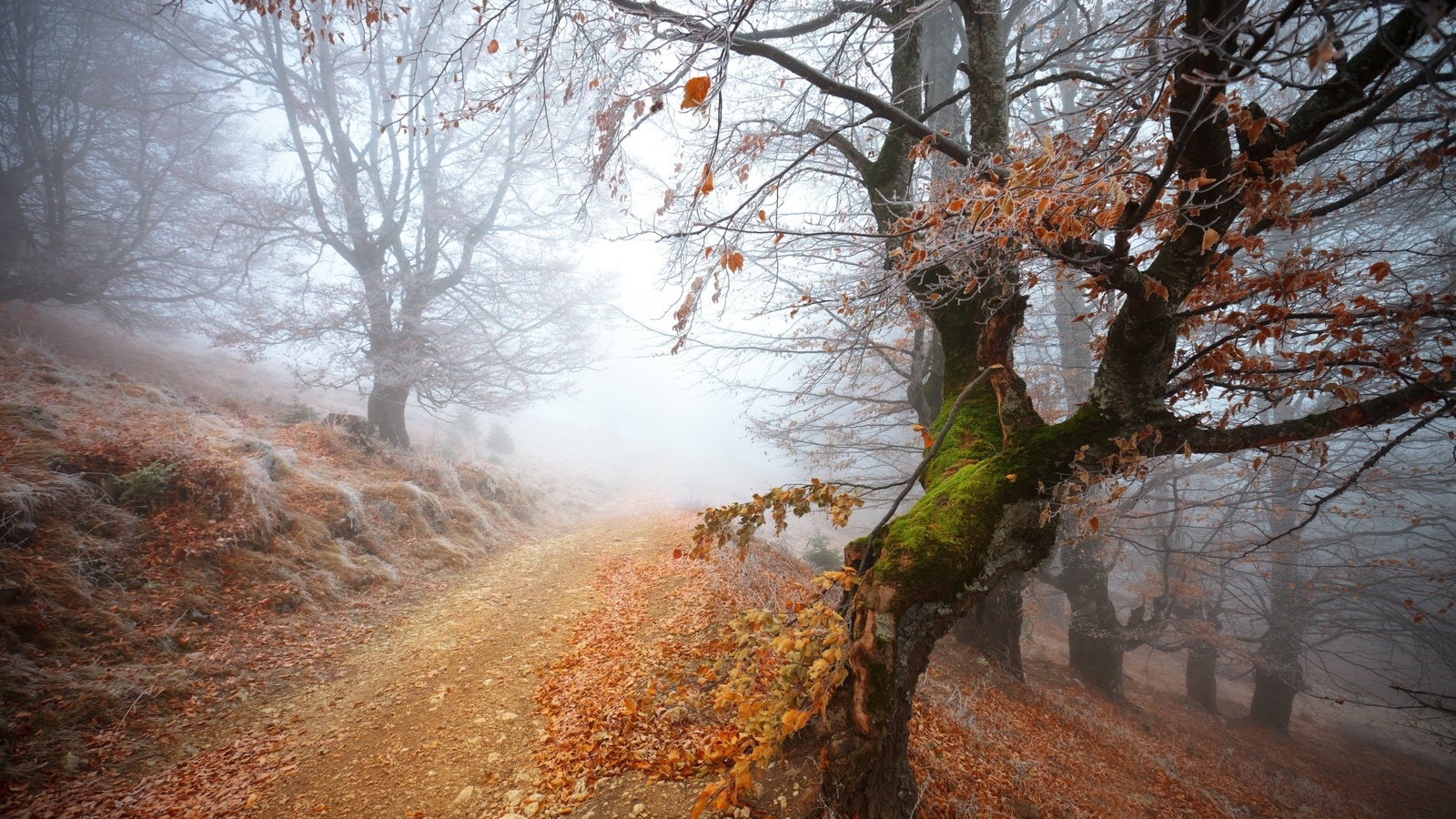 , Frozen, forest, 