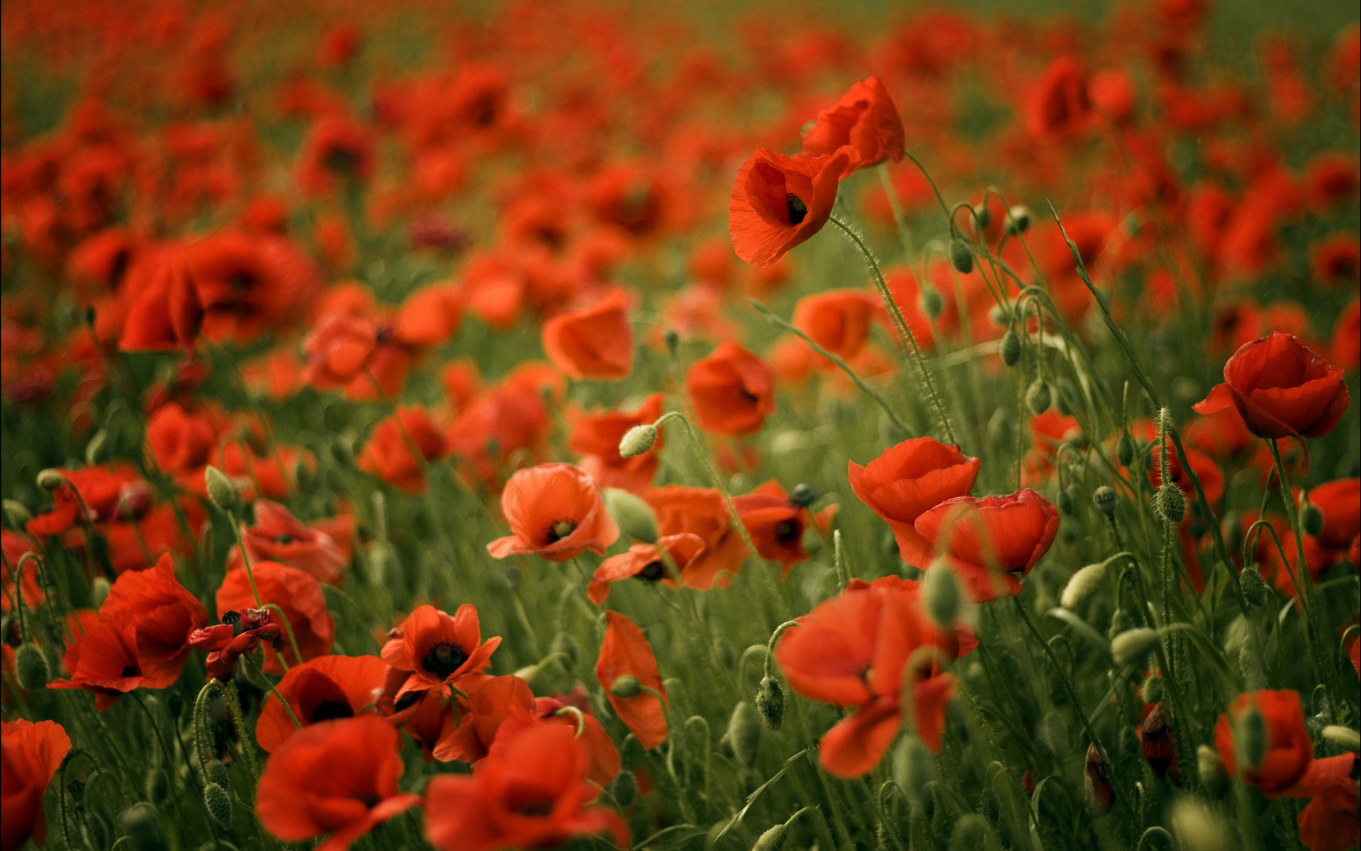 poppy, poppies, , , , , red, field