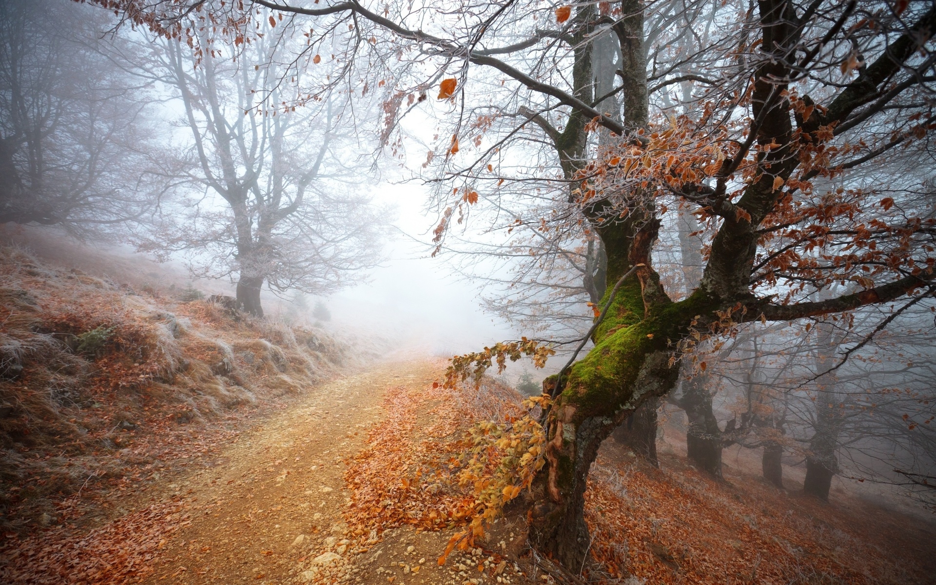 , Frozen, forest, 