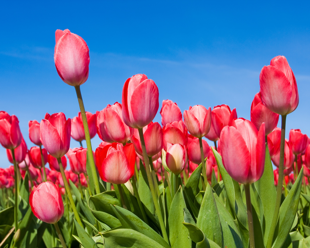 tulips, , , , , 