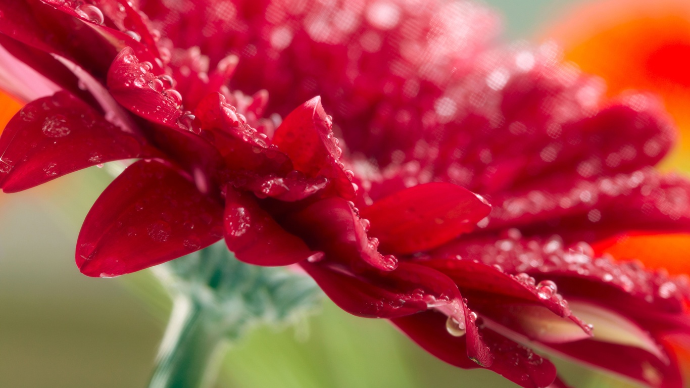 nature, , raindrops, flower, macro, Gerbera, red, , 