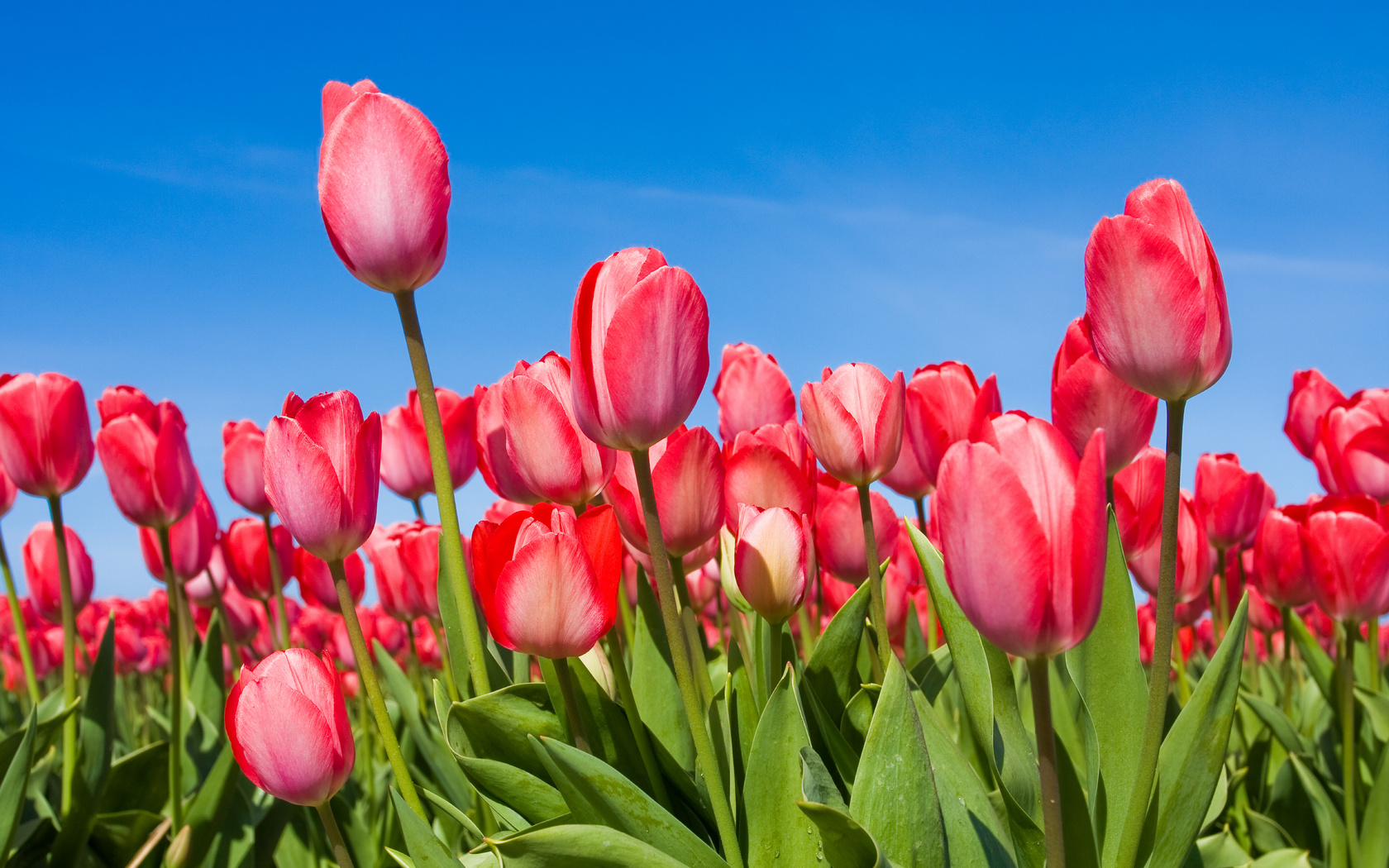 tulips, , , , , 