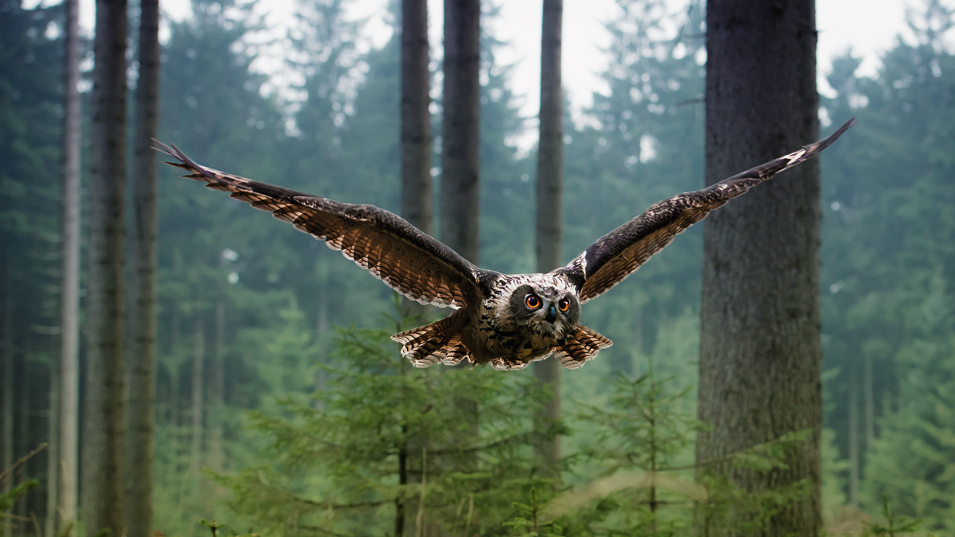 , , , , predator,birds,owl