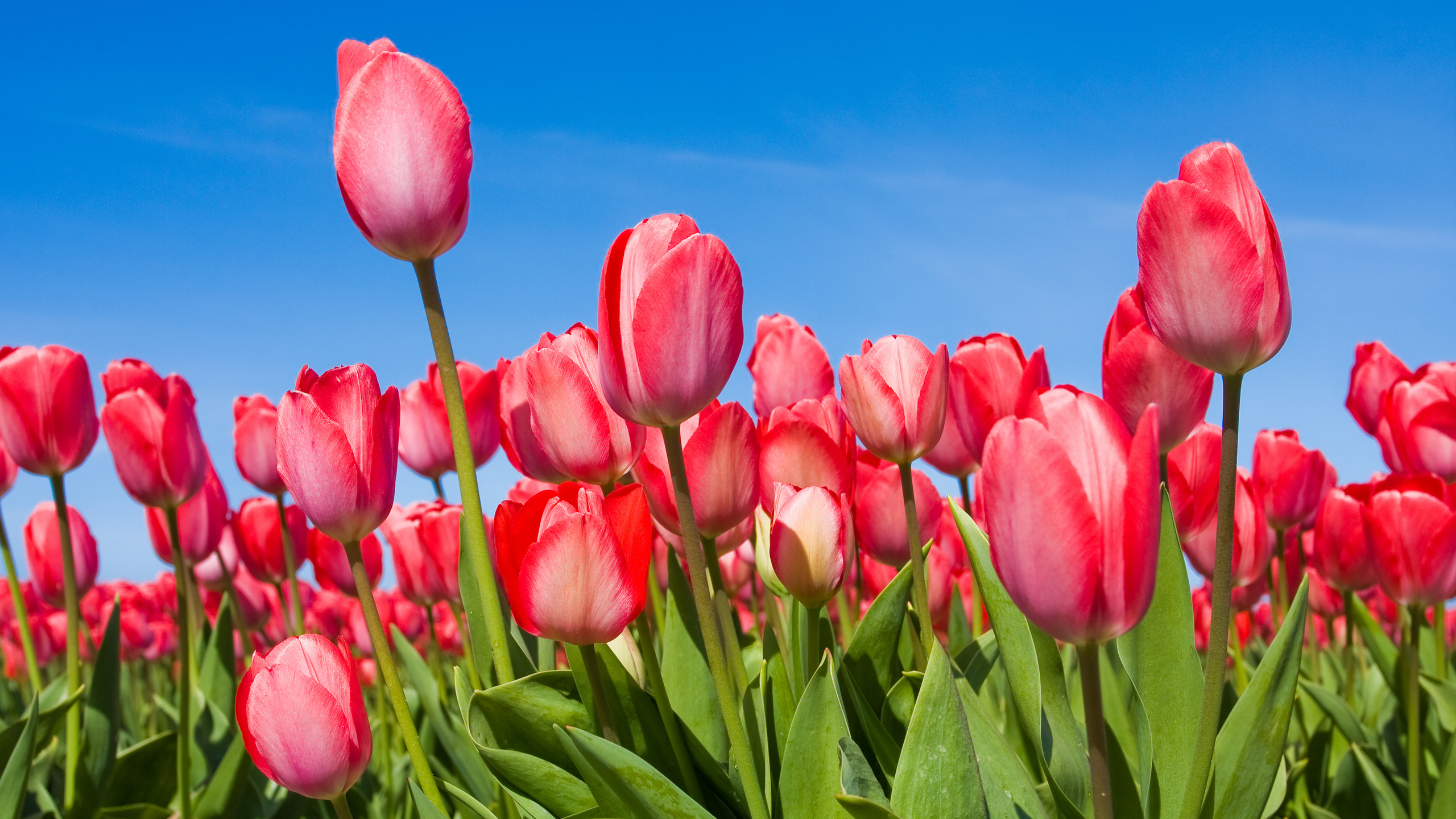 tulips, , , , , 