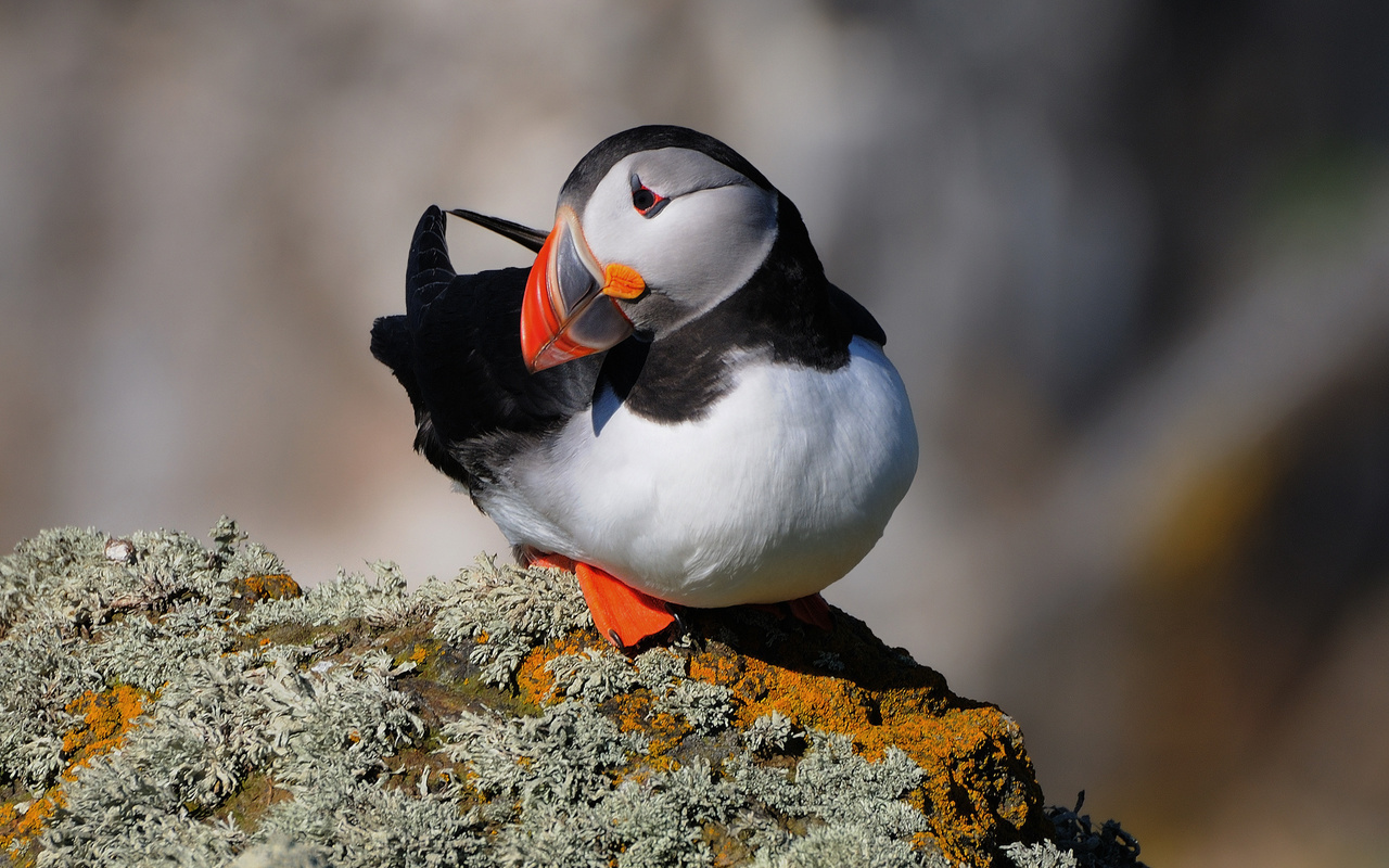 , , fratercula arctica,  , puffin