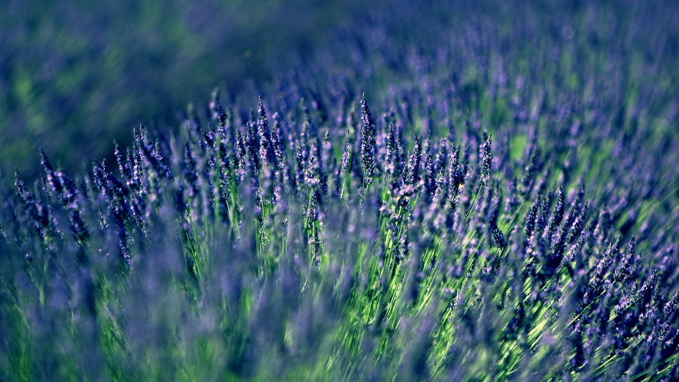 , lavender, 