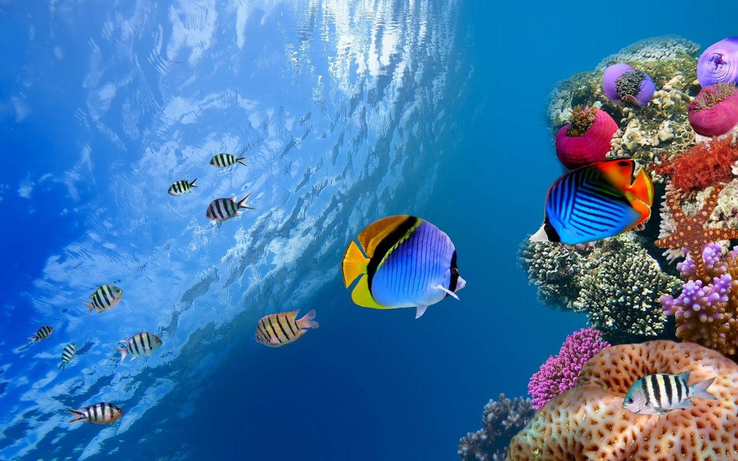 ocean, sea,  ,, coral, fish, underwater