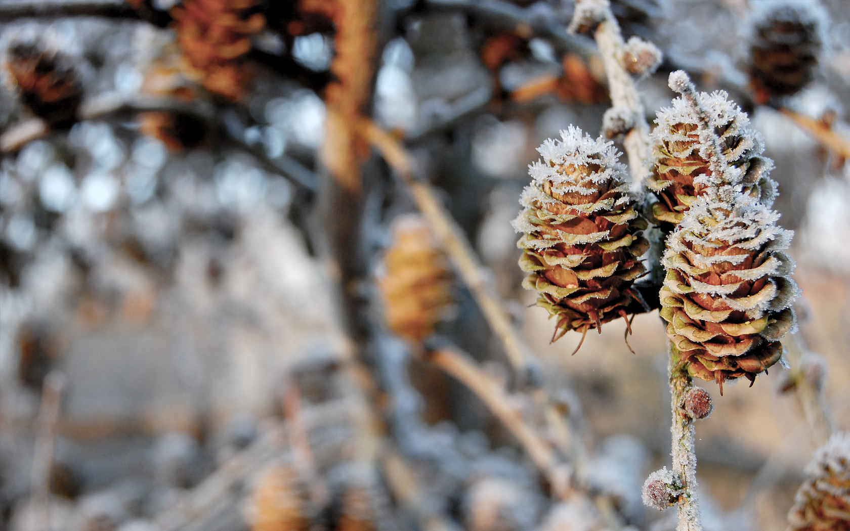 pinecones, , , nature, , winter, , , 