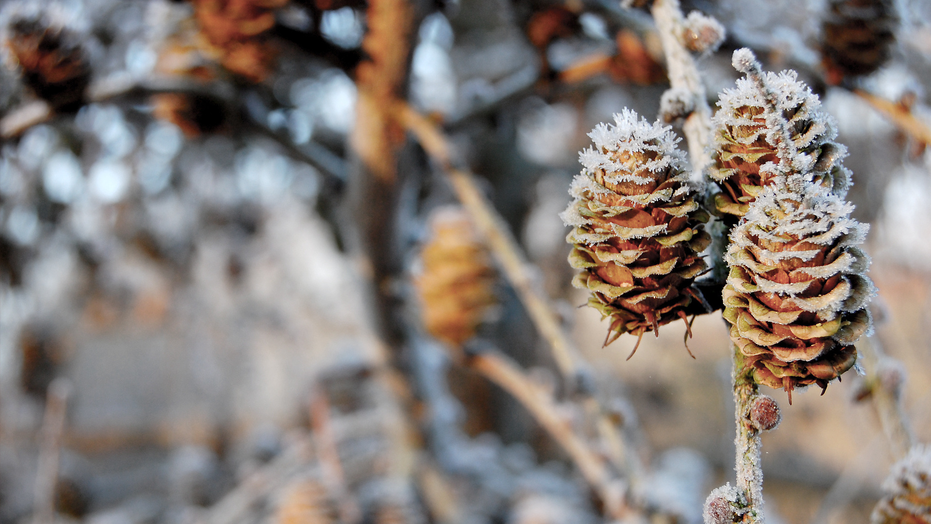 pinecones, , , nature, , winter, , , 