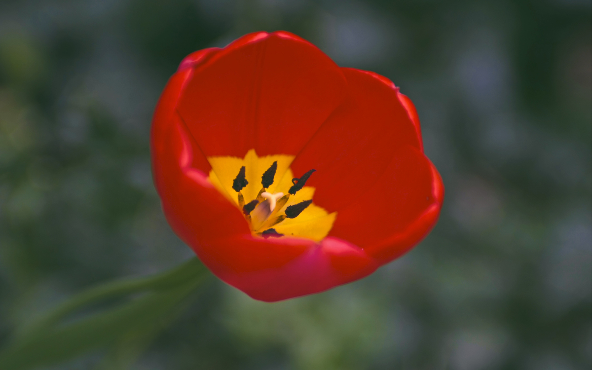 , one, , red, , , yellow, petals, Tulip