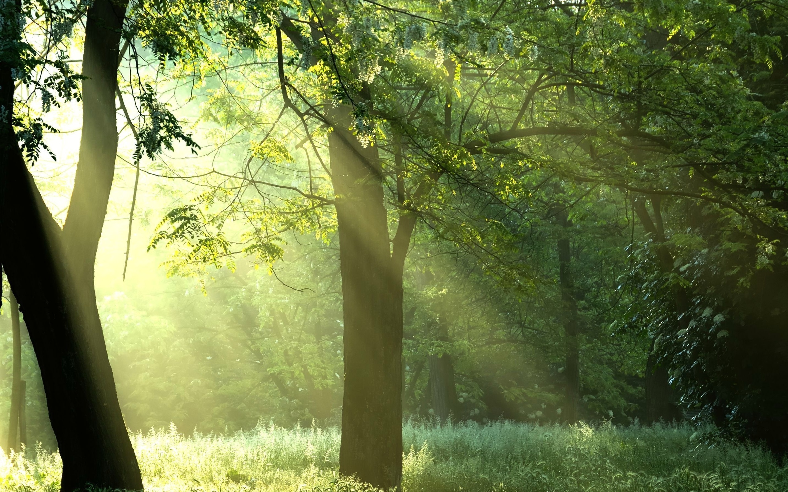 sunshine, Green trees, , , , forest, , 