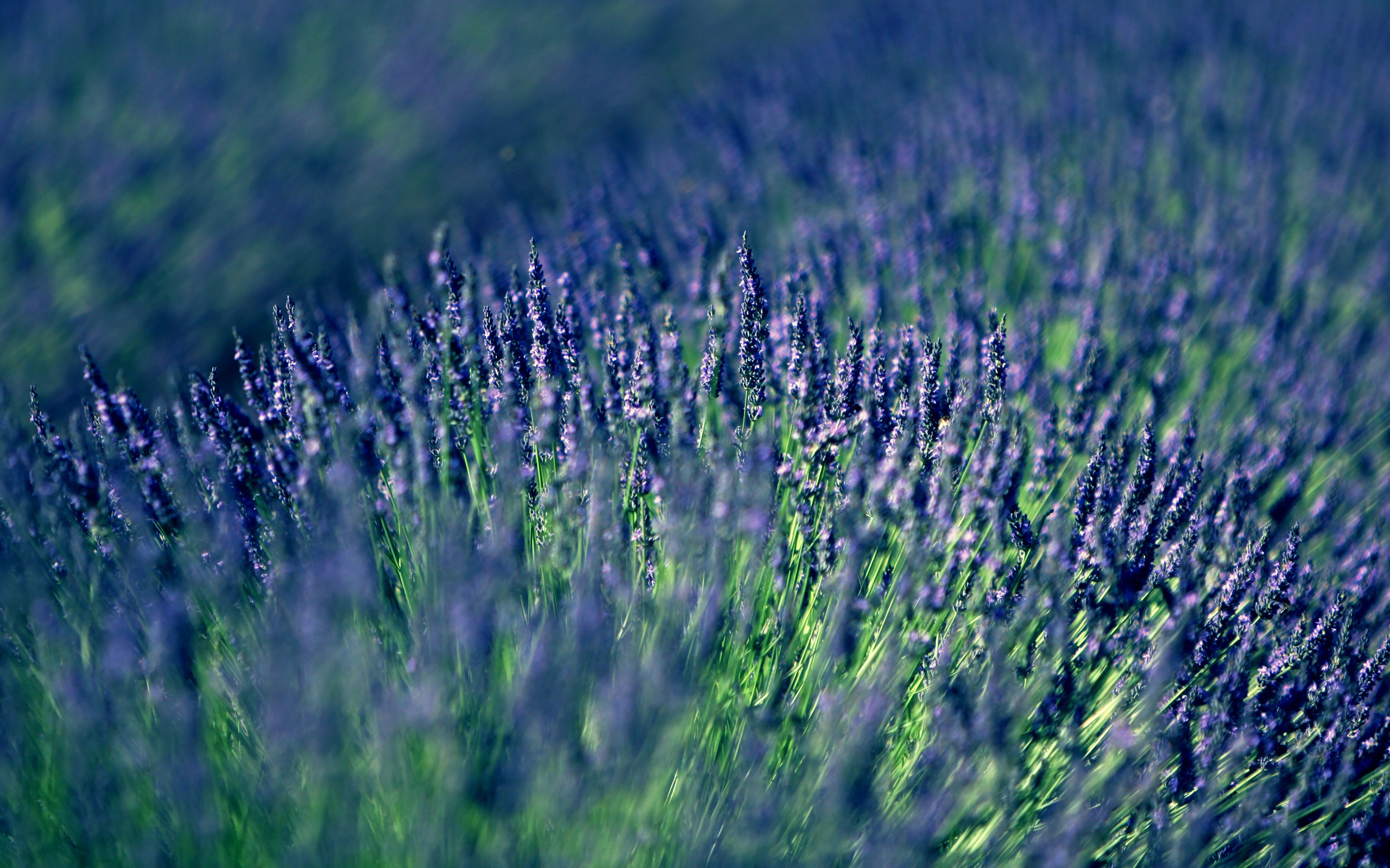 , lavender, 