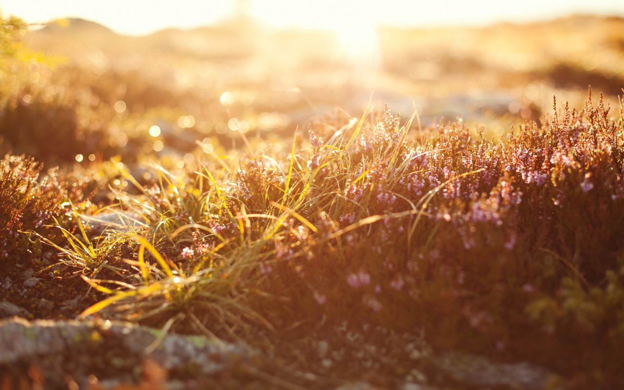 , bokeh, macro, , , , light, nature, , grass