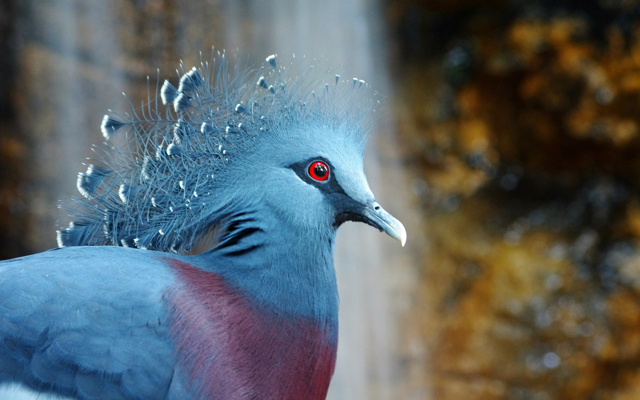 victoria crowned pigeon,  , bird