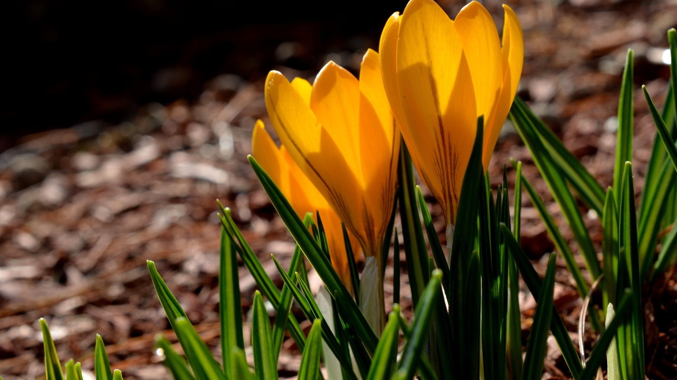 , , , , yellow, spring, petals, crocuses