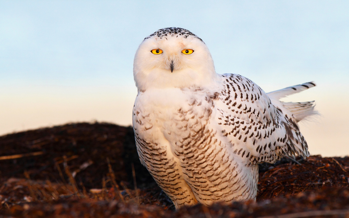 snow owl, , , ,  