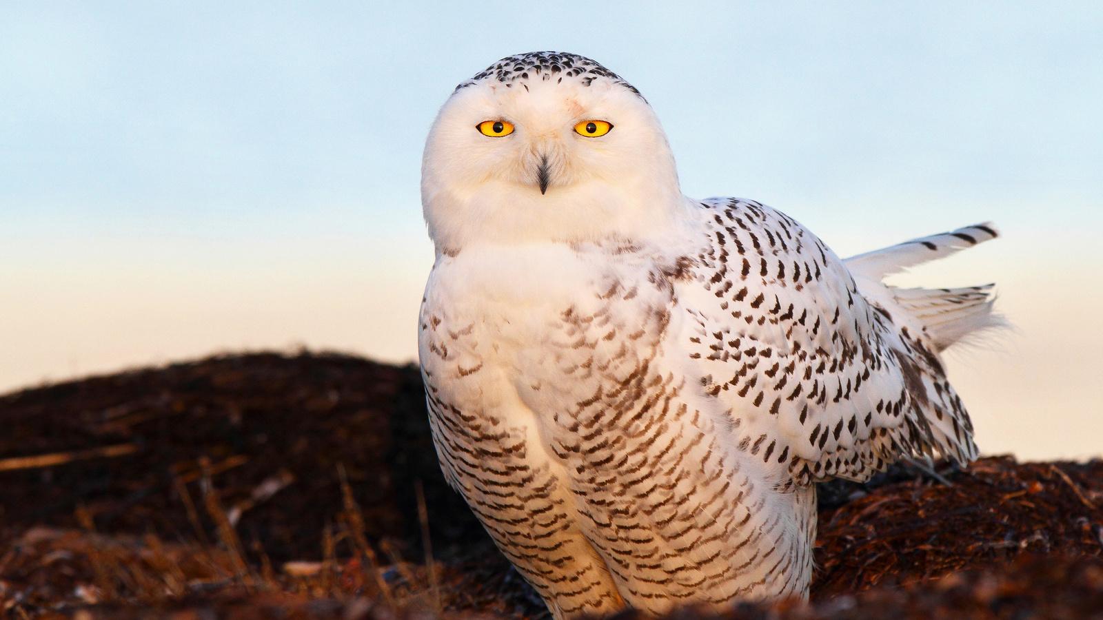 snow owl, , , ,  