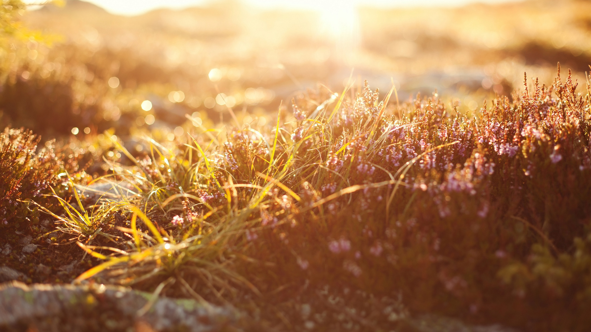 , bokeh, macro, , , , light, nature, , grass