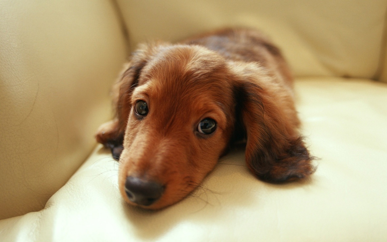 , , , dachshund, 