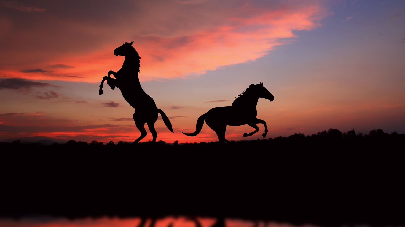 , view, great, picture, , Silhouette, , horses, sunset