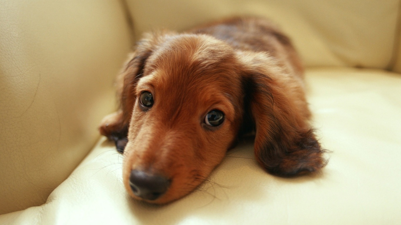 , , , dachshund, 