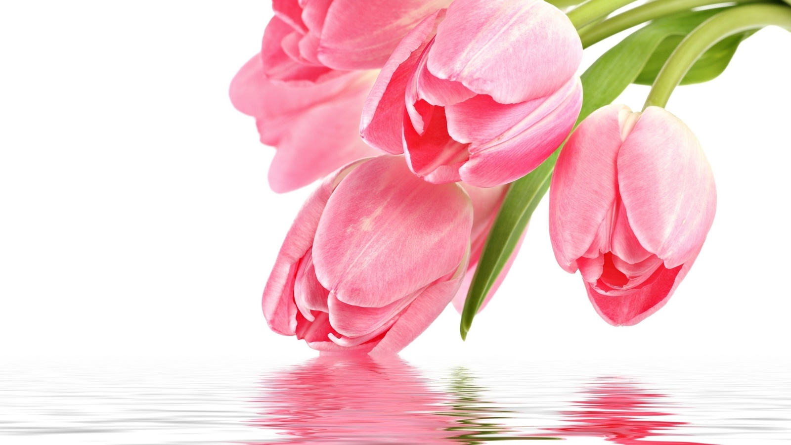 Flowers, , for you, with love, reflection, pink tulips, pink, , tulip