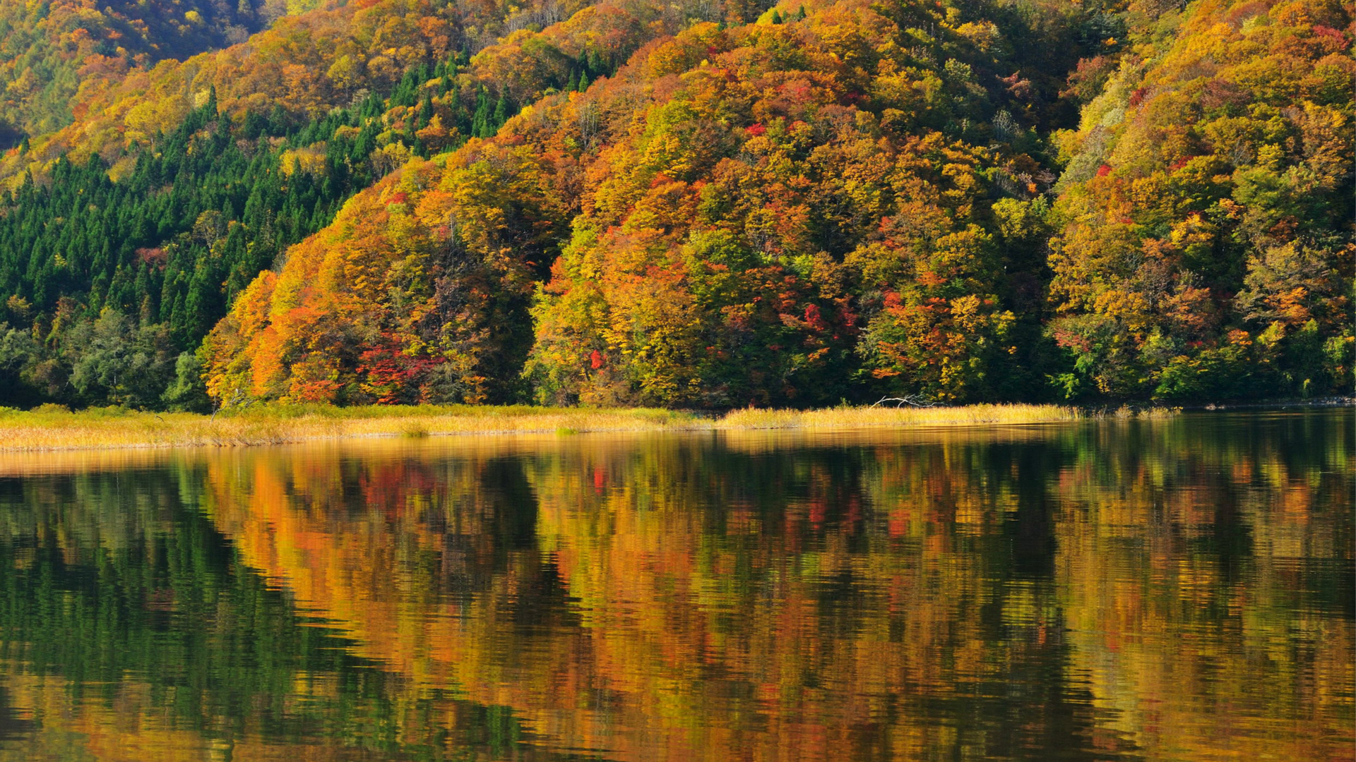 fukushima, ,  , autumn, , lake akimoto, Japan