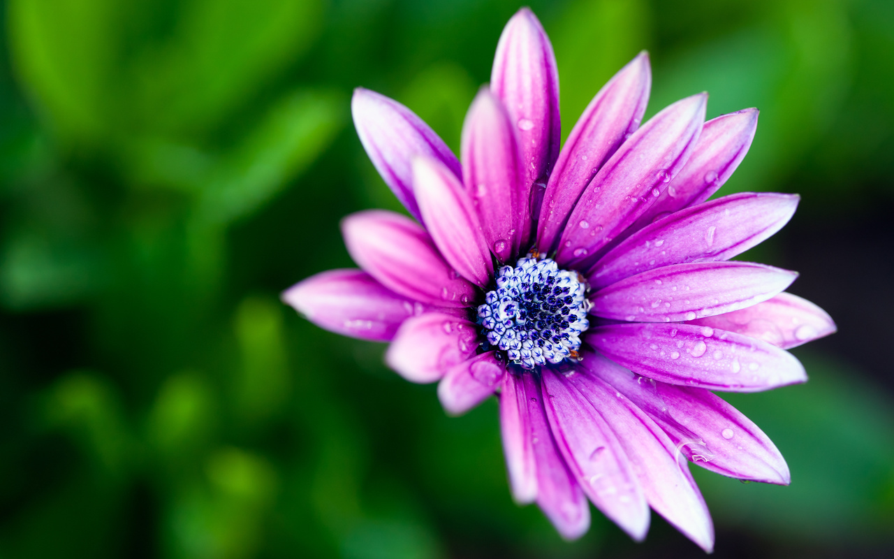 , flower, petals, , , , , , macro