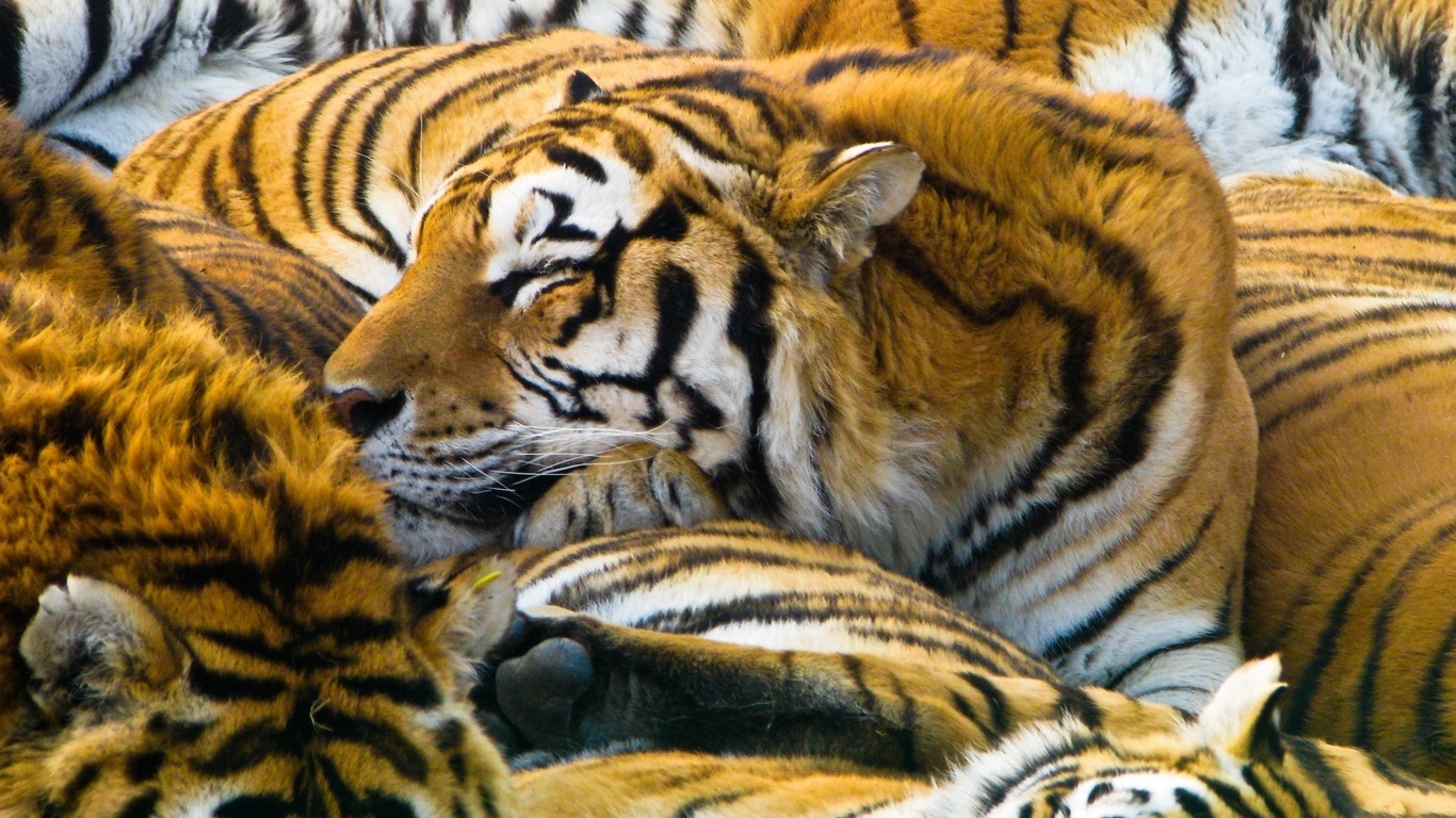 , 1920x1200, tigers, cats, , predators, 