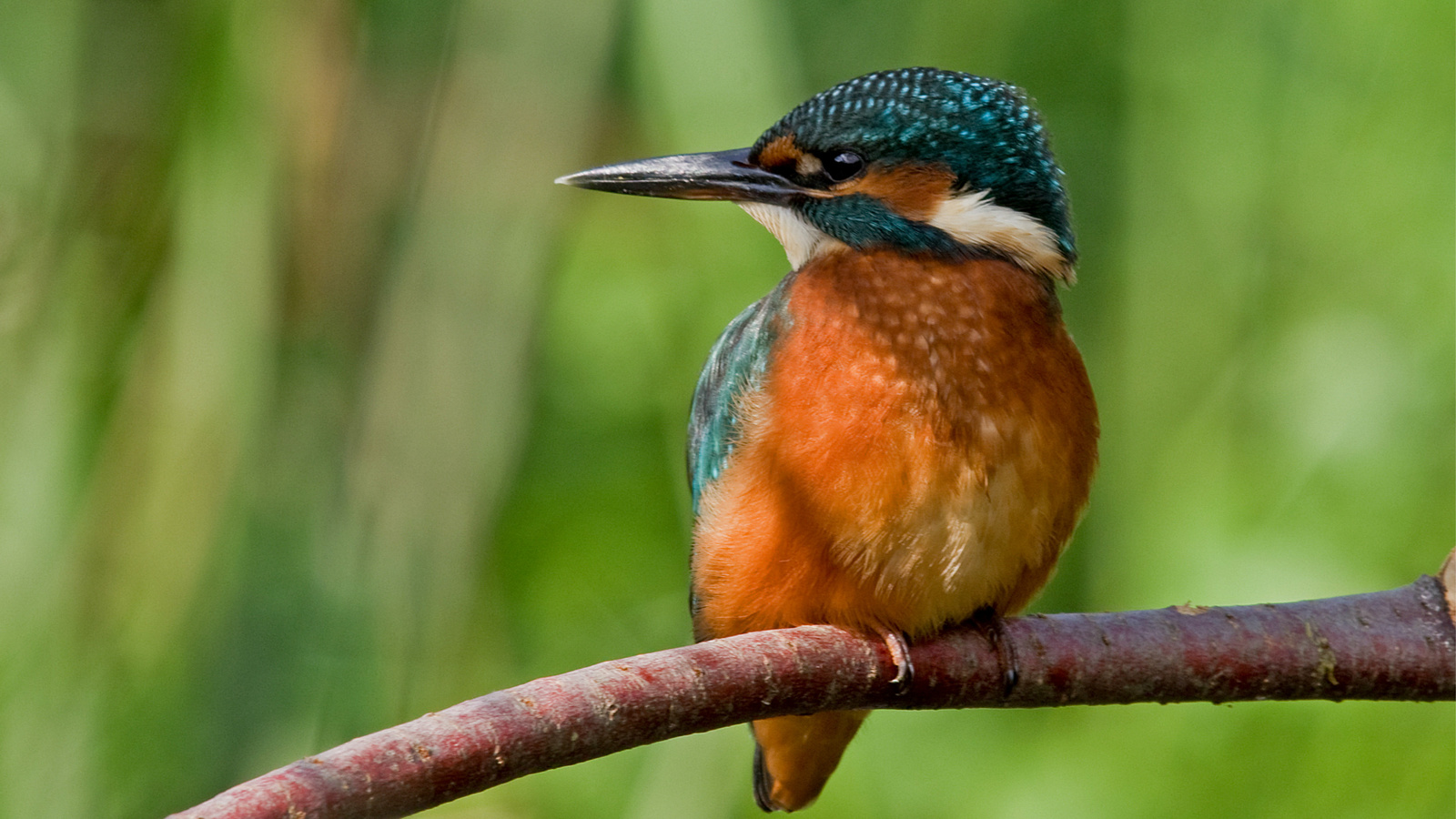 , , ,  , kingfisher