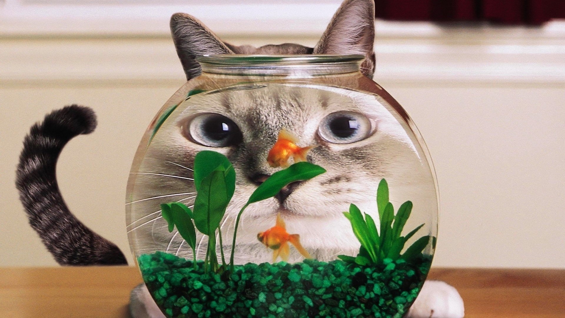 Заставка рыбки для кошек онлайн бесплатно