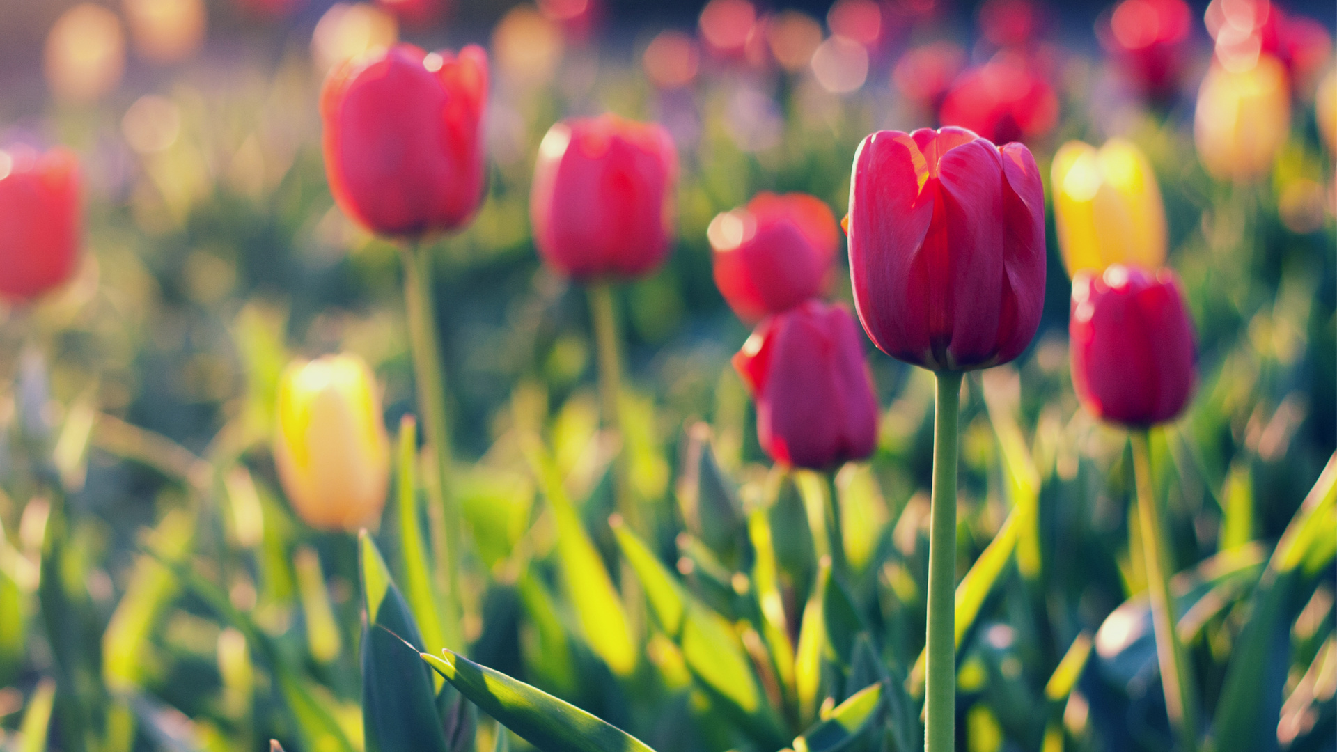 , , , , red, field, Tulips, yellow