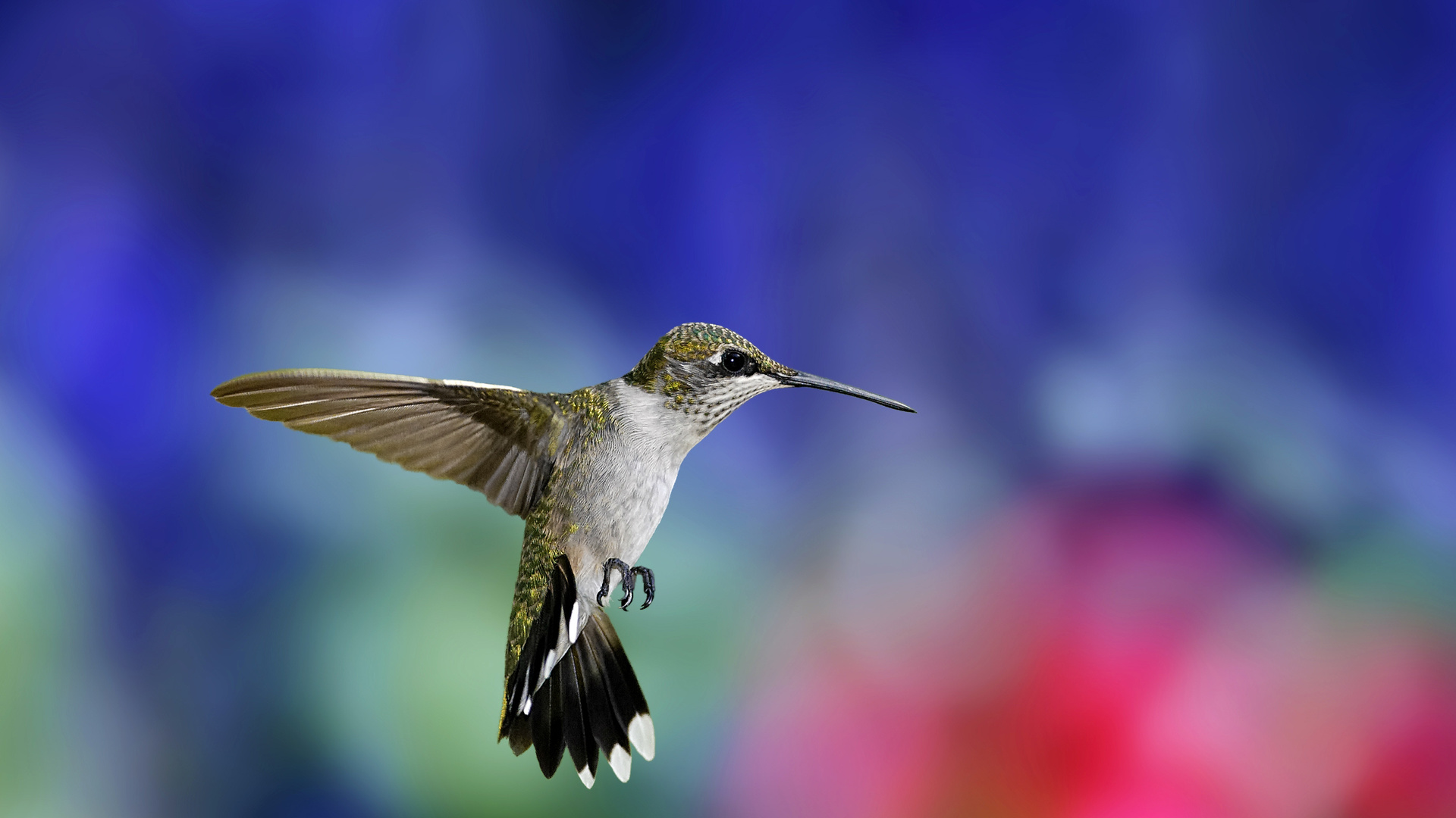 , , , Hummingbird, , , 