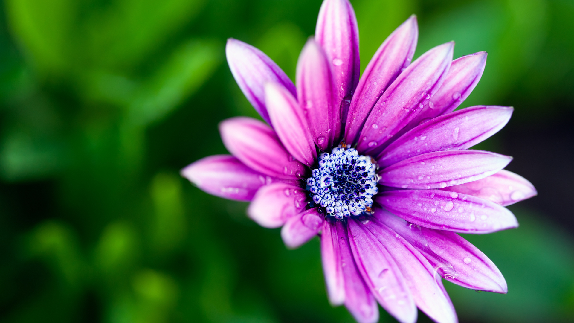 , flower, petals, , , , , , macro